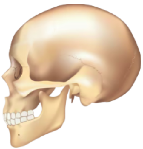 Craniomaxillofacial