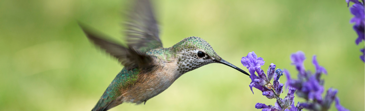 Humming Bird